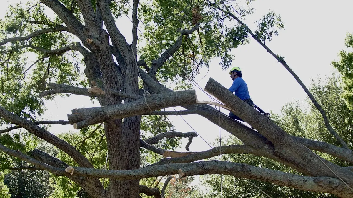 Professional Hazardous Tree Removal performed by certified arborists in Greer