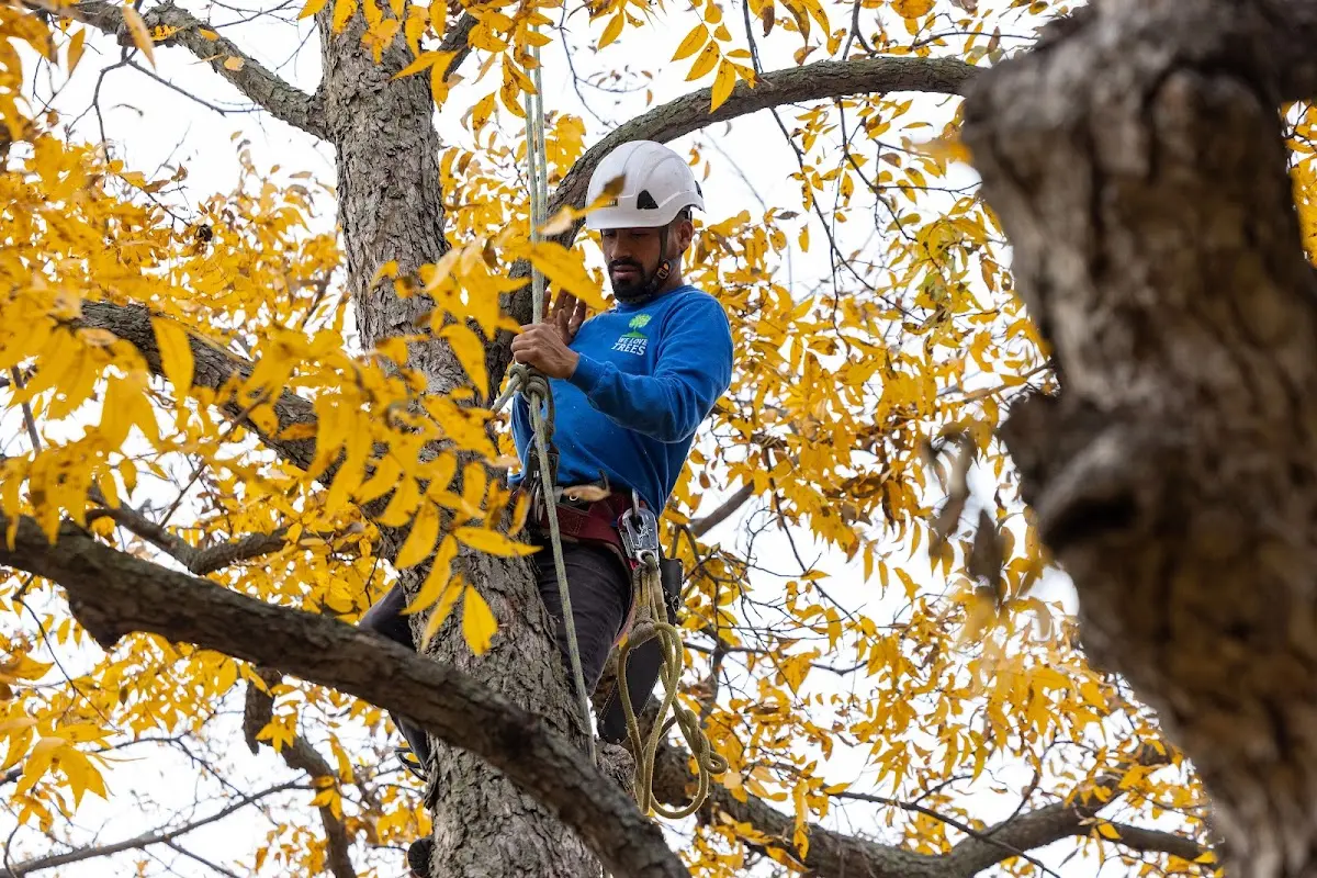 Skilled Tree Planing crew working in Greer